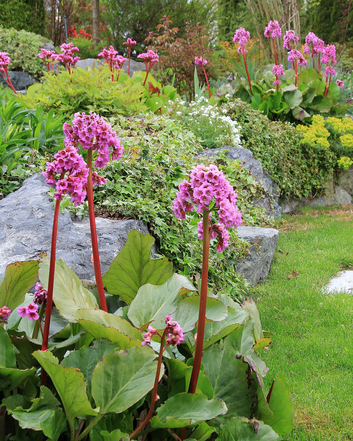 Organic Pink Bergenia Cordifolia Flower Seeds for Planting – Heirloom, Non-GMO