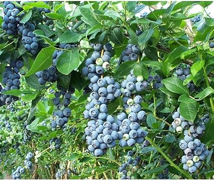 Berry Blue Haskap Fruit Seeds for Planting