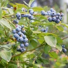 Berry Blue Haskap Fruit Seeds for Planting
