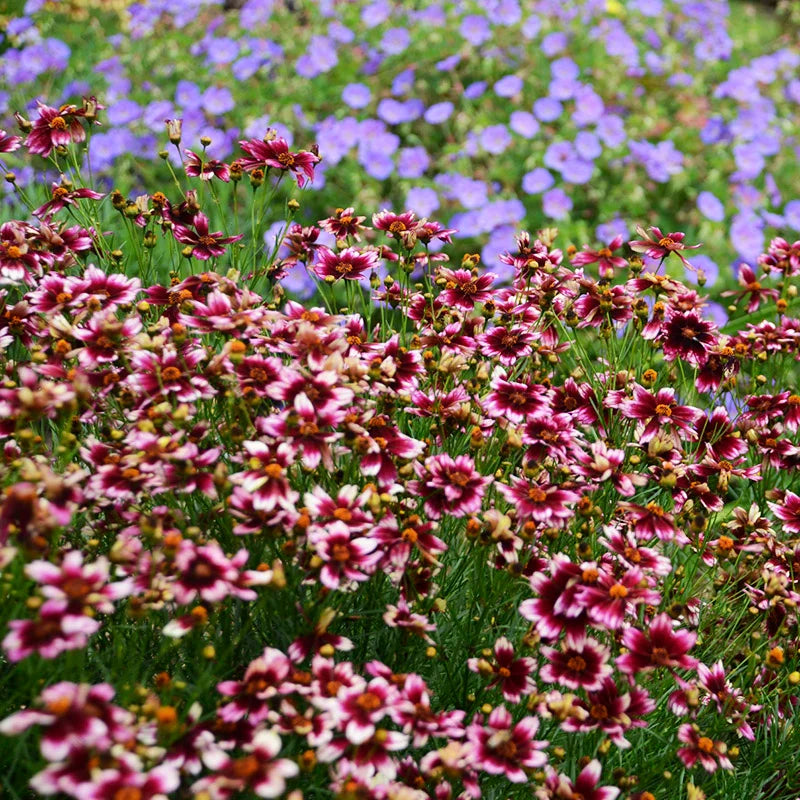 Berry Chiffon Coreopsis Flower Seeds for Planting 100 pcs