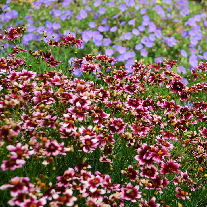 Bær Chiffon Coreopsis Blomsterfrø til udplantning 100 stk