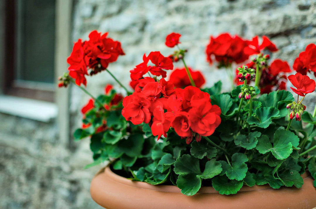 Pelargonium Flower Seeds for Planting - Red 100 pcs