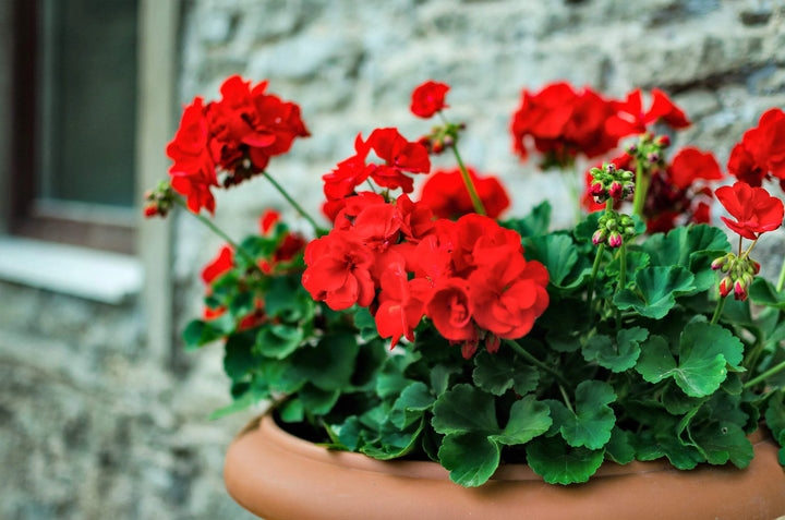 Pelargonium Blomsterfrø til udplantning - Rød 100 stk