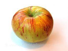 Bi-Color &amp; Striped Apple Fruit Seeds