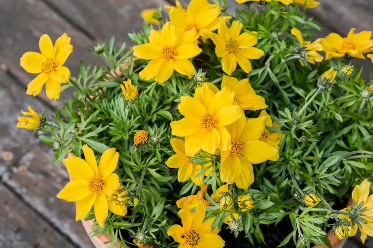 Bidens blomsterfrø til plantning, arvestykke, ikke-GMO, 100 stk.