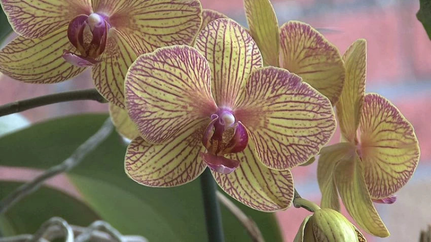 Green Brown Phalaenopsis Orchid Flower Seeds for Planting – Non-GMO High Germination Garden Seeds