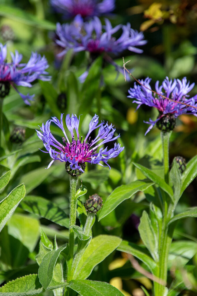 blue centaurea flower seeds