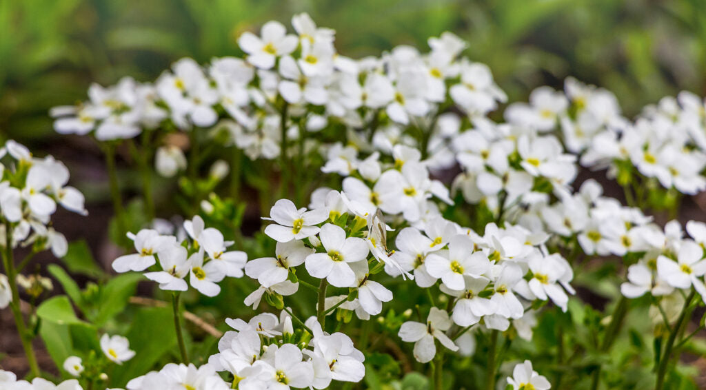 Aubrieta Cultorum Flower Seeds for Planting - White 100 pcs