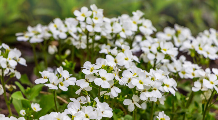 Aubrieta Cultorum Blomsterfrø til udplantning - Hvide 100 stk