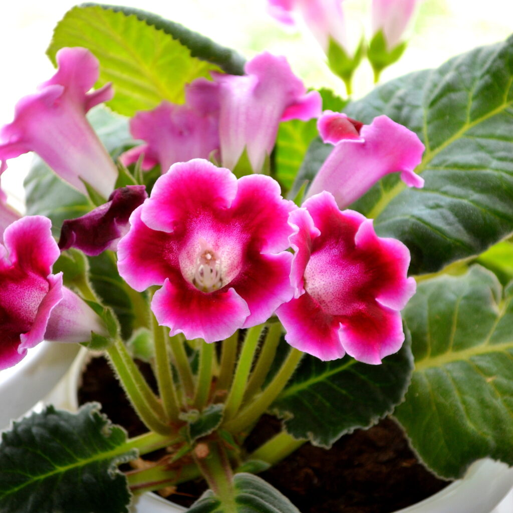 gloxinia sinningia flower seeds