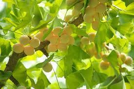 Biloba Fruit Seed Collection for Planting | Heirloom Non-GMO Organic Garden Seeds for Unique Hardy Fruit Trees