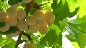 Biloba Fruit Seed Collection for Planting | Heirloom Non-GMO Organic Garden Seeds for Unique Hardy Fruit Trees