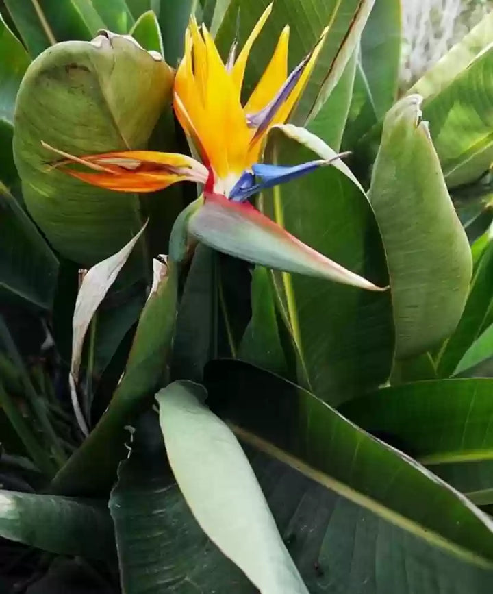 Green Strelitzia Reginae Flower Seeds for Planting – Heirloom, Non-GMO, High Germination Rare Tropical Bird of Paradise Seeds