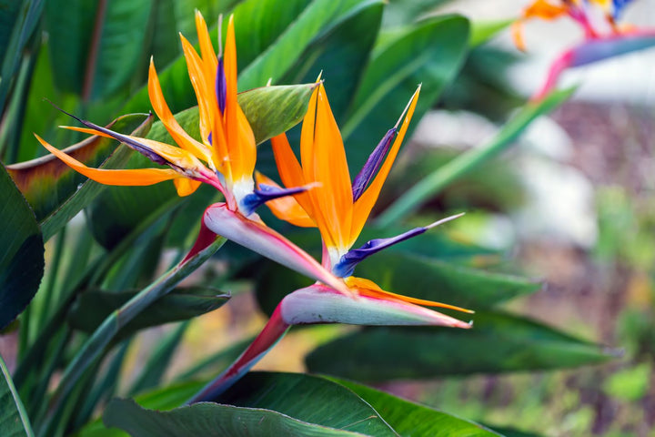 Heirloom Queen's Bird-of-Paradise Seeds – Non-GMO Flower Seeds for Planting