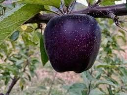 Black Apple Fruit Seeds for Planting