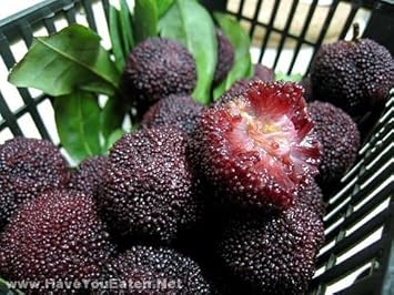 Black Arbutus Bayberry Fruit Seeds for Planting
