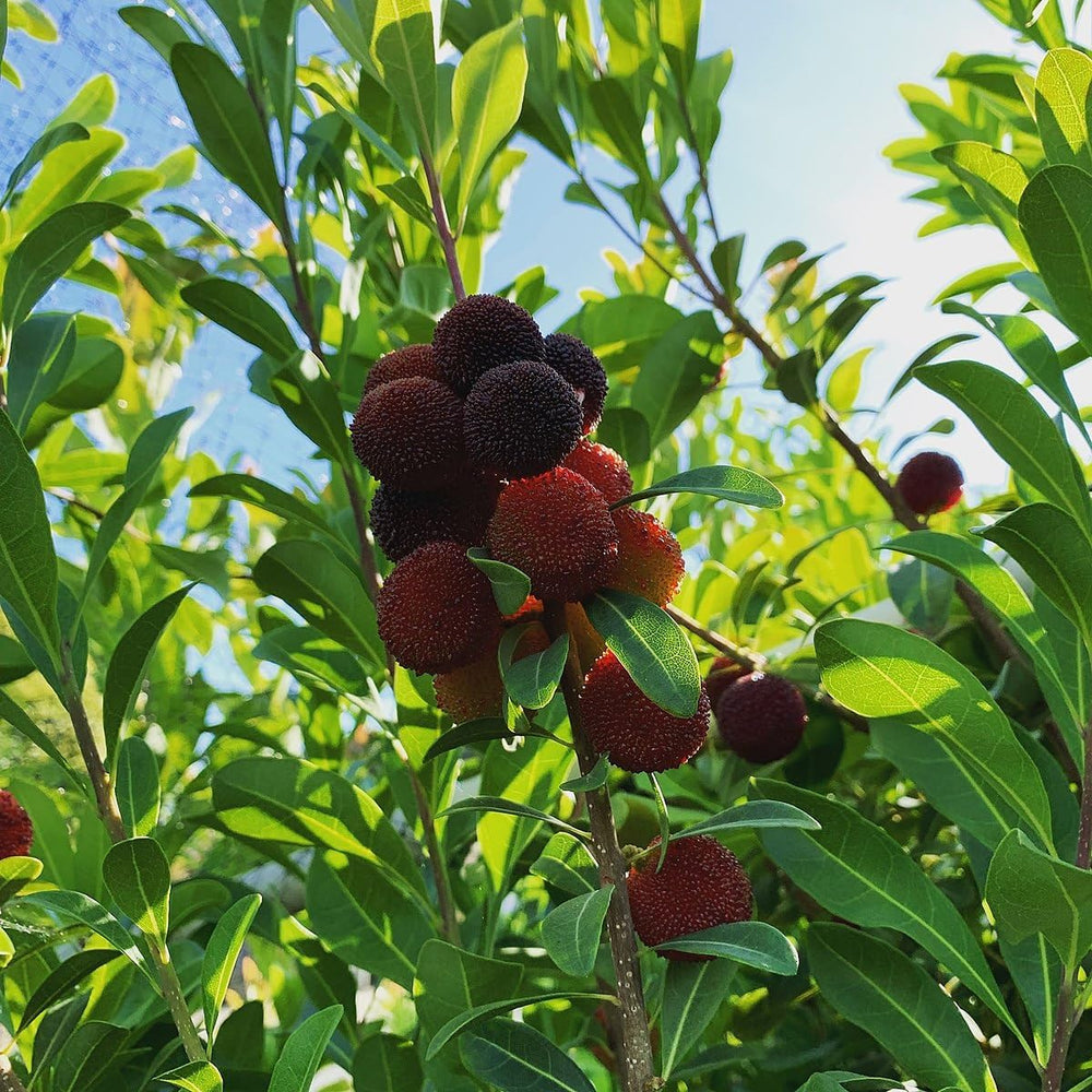 Black Arbutus Bayberry Fruit Seeds for Planting