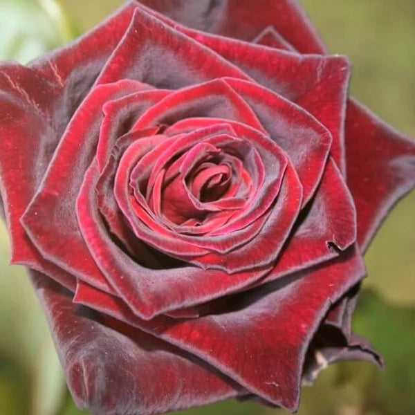Hybrid Tea Rose Flower Seeds for Planting – Heirloom Non-GMO Seeds for Elegant Garden Blooms