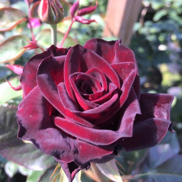 Hybrid Tea Rose Flower Seeds for Planting – Heirloom Non-GMO Seeds for Elegant Garden Blooms