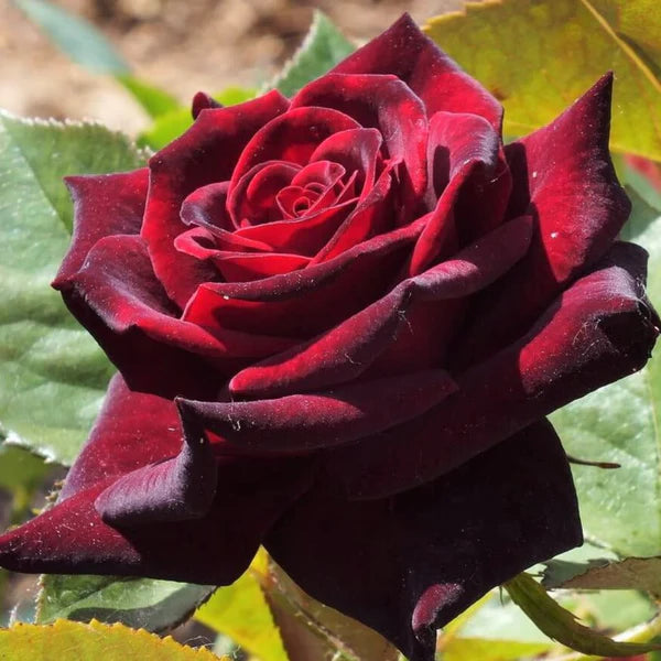 hybrid tea rose seeds for sale Hybrid Tea Rose Seeds – Heirloom Non-GMO – Neeraseeds