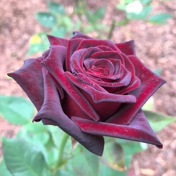 Hybrid Tea Rose Flower Seeds for Planting – Heirloom Non-GMO Seeds for Elegant Garden Blooms