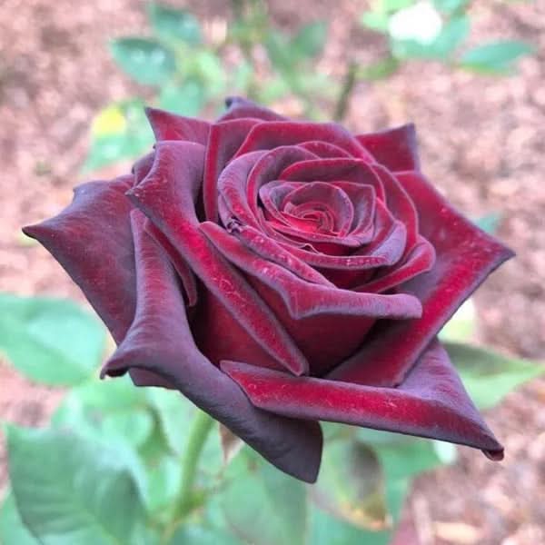 hybrid tea flower seeds