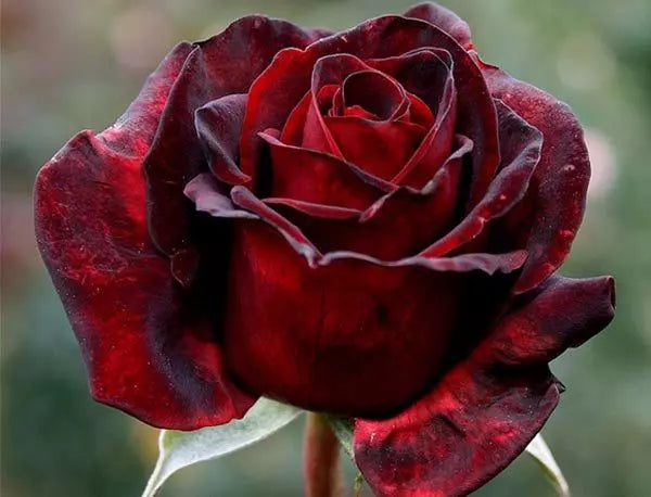 Multi-Color Rose Flower Seeds for Planting Black Red 100 pcs