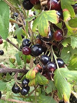 Black Currant (Ribes nigrum) Plant Seeds for Planting