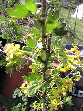 Black Currant (Ribes nigrum) Plant Seeds for Planting