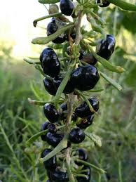Black Goji Berry Fruit Seeds for Planting