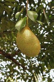Black Gold Jackfruit Seeds for Planting