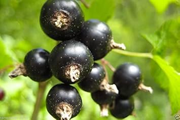 Black Gooseberry Fruit Seeds for Planting