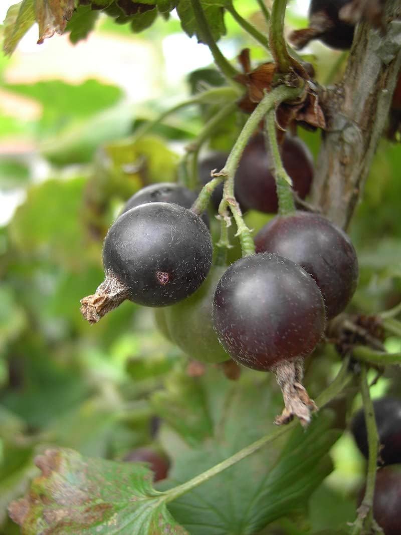 Black Gooseberry Fruit Seeds for Planting
