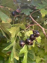 Black Hawthorn Fruit Tree Seeds (Crataegus pentagyna)