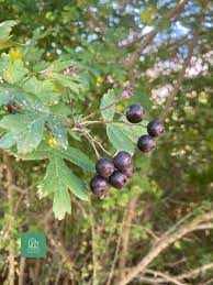 Black Hawthorn Fruit Tree Seeds (Crataegus pentagyna)