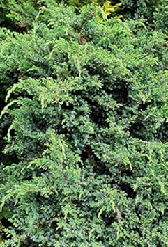Black Juniper Berries Fruit Seeds for Planting | Heirloom Non-GMO Organic Seeds to Grow Your Own Juniper Tree
