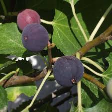 Black Mission Fig Seeds
