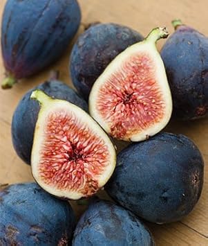 Black Mission Fig Seeds
