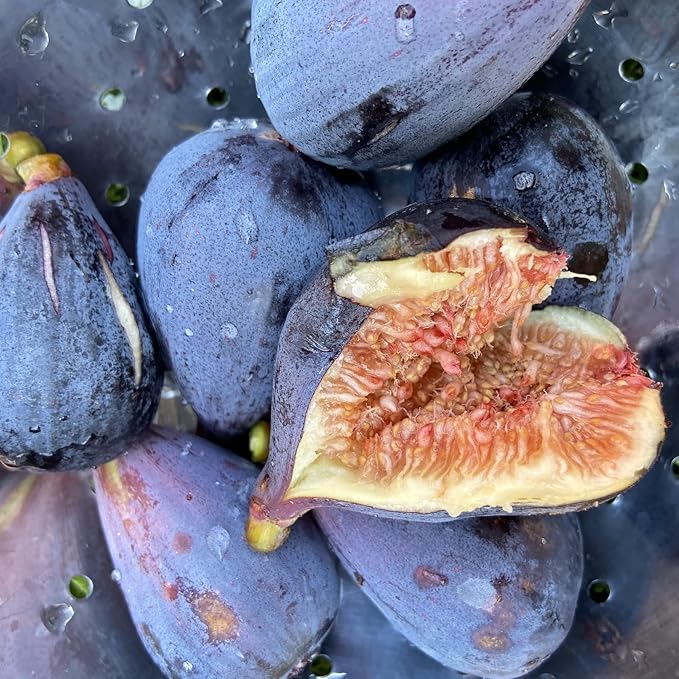 Black Mission Fig Seeds