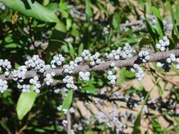 Black Myrica Cerifera Fruit Seeds for Planting | Heirloom Non-GMO Organic Seeds for Unique Garden Trees