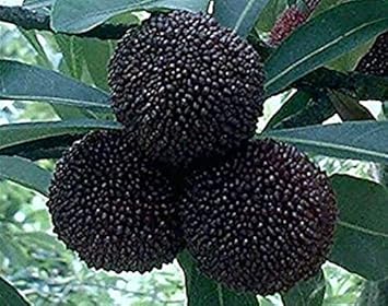 Black Myrica Rubra Fruit Seeds for Planting