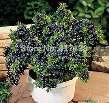 Black Myrtillus Fruit Seeds for Planting