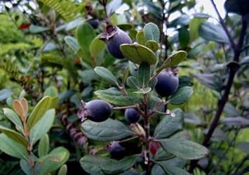 Black Myrtle Fruit Seeds 15pcs