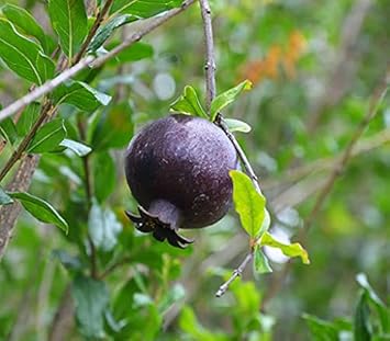 Black Pomegranate Fruit Seeds for Planting