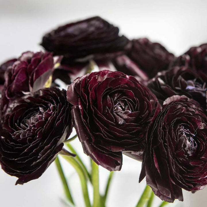 Ranunculus Highline Black Flower Seeds for Planting | Heirloom Non-GMO Organic Garden Seeds | High Germination