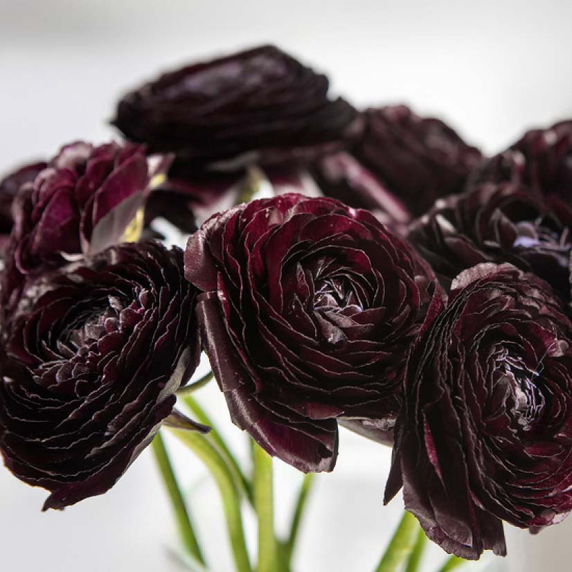black flower seeds Ranunculus Highline Black Flower Seeds for Planting | Heirloom Non-GMO Organic Garden Seeds