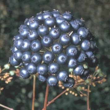 Black Sarsaparilla Fruit Seeds for Planting