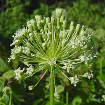 Black Sarsaparilla Fruit Seeds for Planting