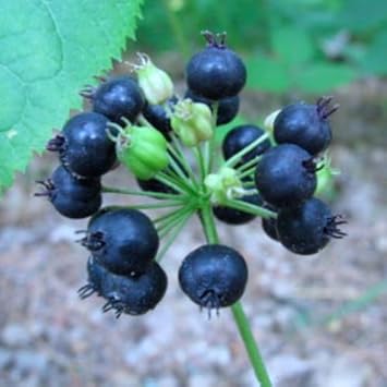 Black Sarsaparilla Plant Seeds