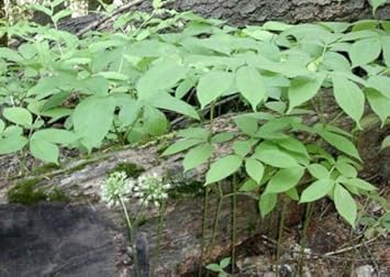 Black Sarsaparilla Plant Seeds